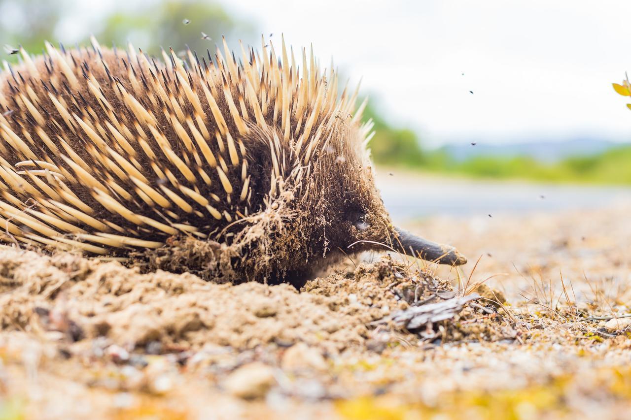 サウス ヤラ ホステル メルボルン エクステリア 写真