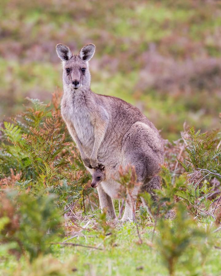 サウス ヤラ ホステル メルボルン エクステリア 写真